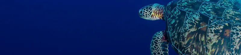 Tortue marine nageant paisiblement dans les eaux bleues de l'océan