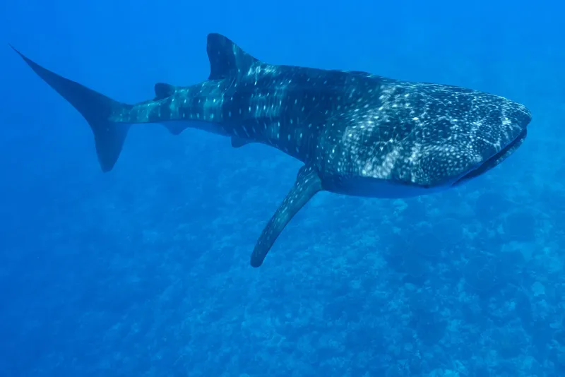 Requin baleine nageant dans une eau bleue claire et limpide