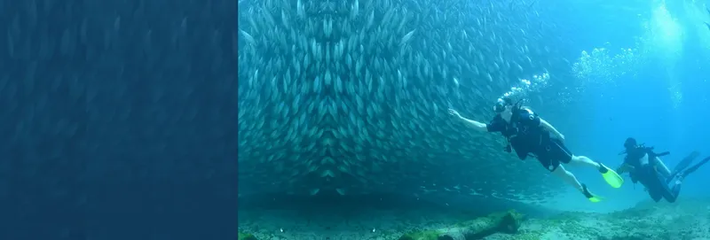 Plongeurs évoluent au milieu d'un banc de carangues en pleine mer