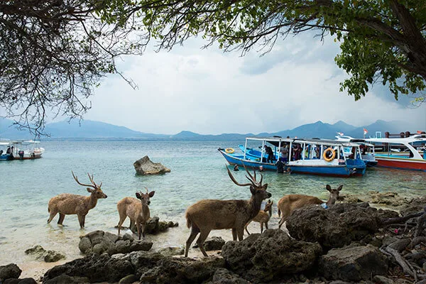 Cerfs sauvages se baignent près de bateaux de plongée sur une plage