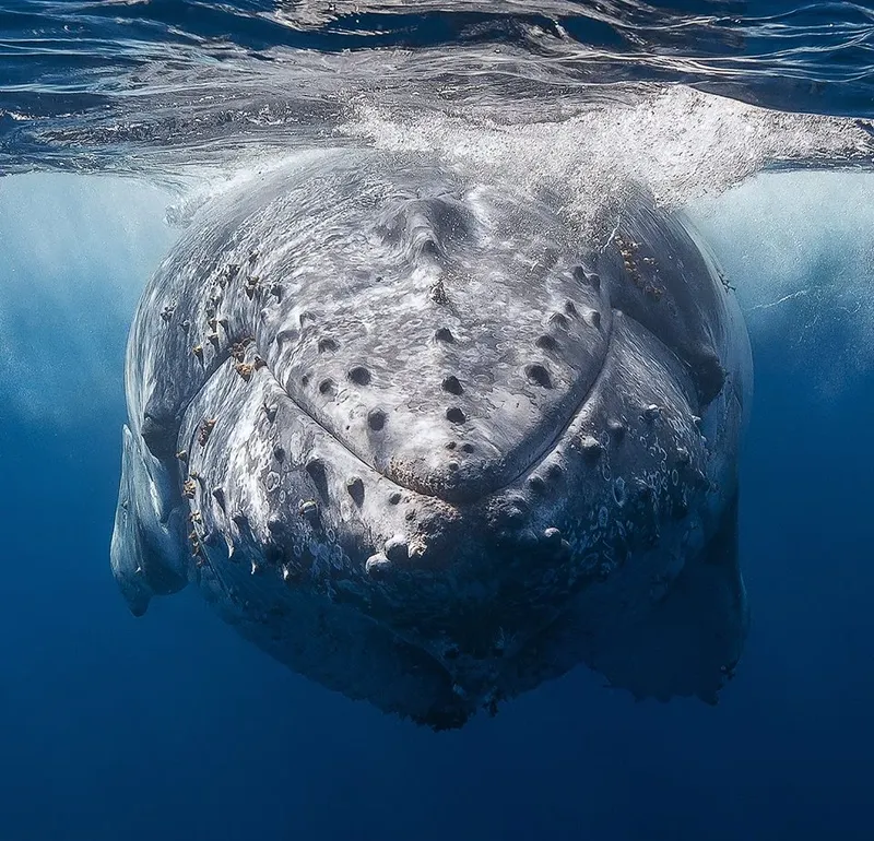 Baleine à bosse vue d'en bas, surface de l'eau et lumière bleue