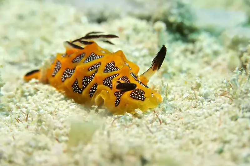 Nudibranche jaune et noire sur fond sablonneux, faune marine exotique
