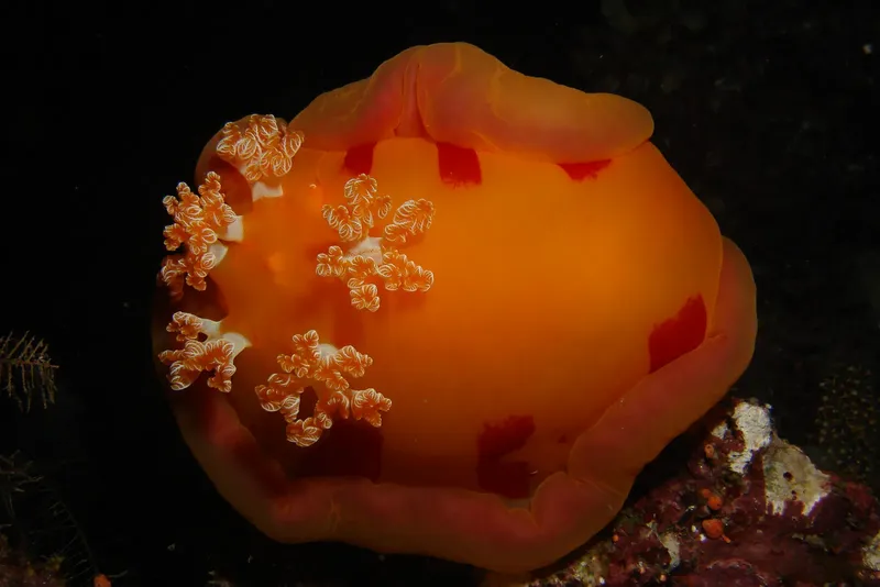 Nudibranche orange et blanche sur fond sombre, créature marine exotique