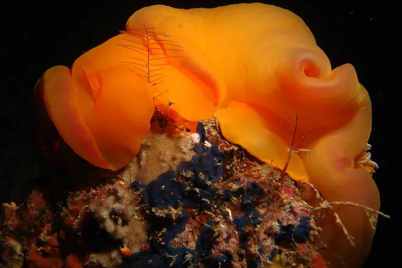 Une nudibranche orange volumineuse sur un fond rocheux sombre