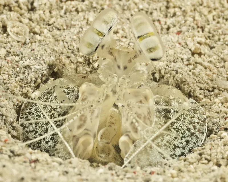 Crevette manteis, camouflage sur le sable, regard vers l'avant