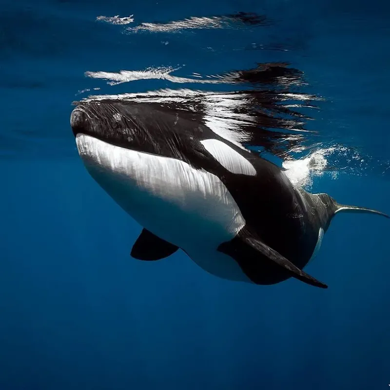 Orque nageant dans l'eau bleue, vue rapprochée, animal majestueux