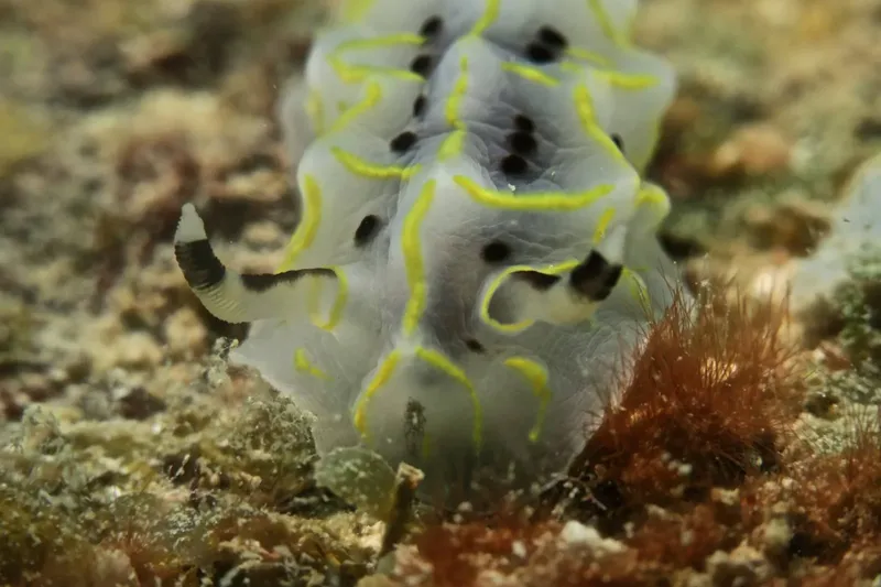 Nudibranche blanche et jaune à pois noirs sur fond rocheux
