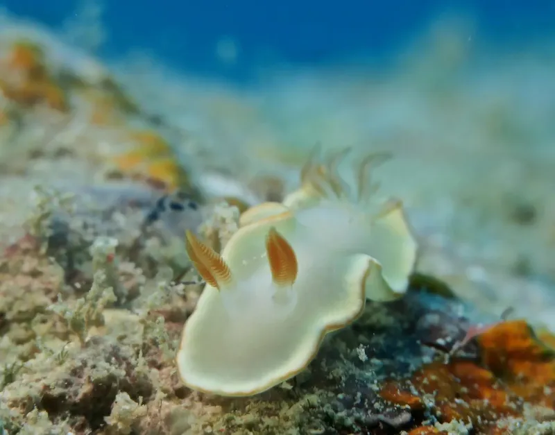 Nudibranche blanche et orange sur un fond rocheux sous-marin