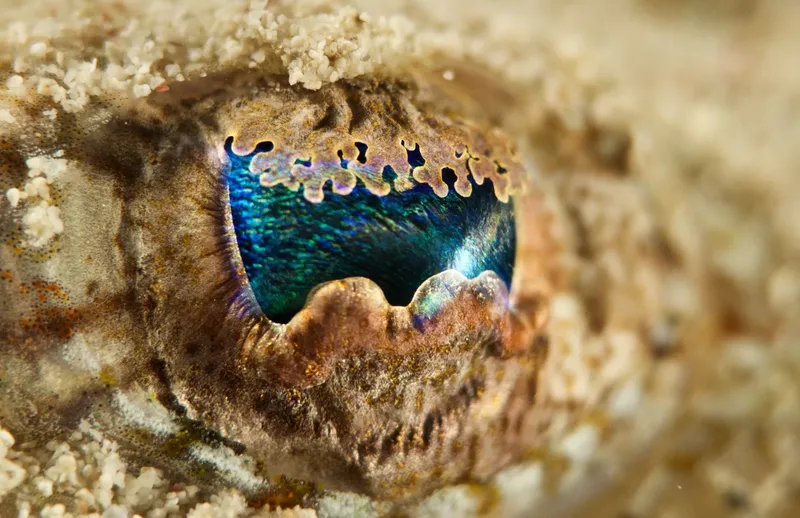 Gros plan sur l'œil irisé d'un poisson camouflé dans le sable