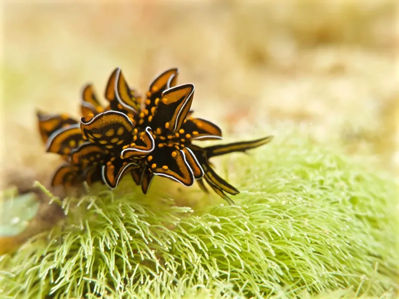 Nudibranche colorée sur un fond marin vert et flou