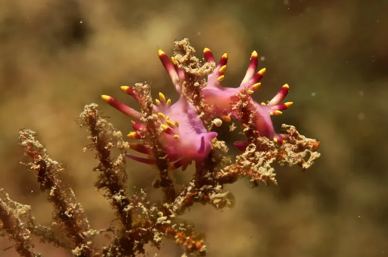 Deux nudibranches roses et jaunes sur une branche corallienne