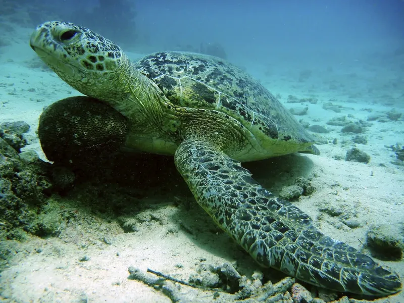 Tortue marine nageant paisiblement sur un fond sablonneux et rocheux