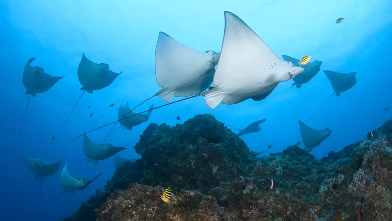 Raies manta en vol sous-marin au-dessus d'un récifal corallien