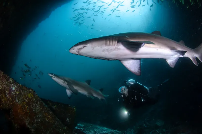Deux requins gris nagent près d'un plongeur en exploration sous-marine
