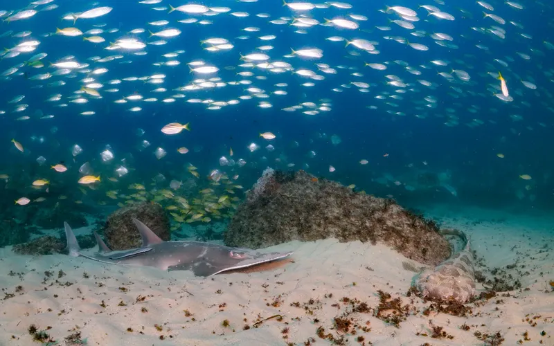 Raie manta nageant au milieu d'un banc de poissons tropicaux