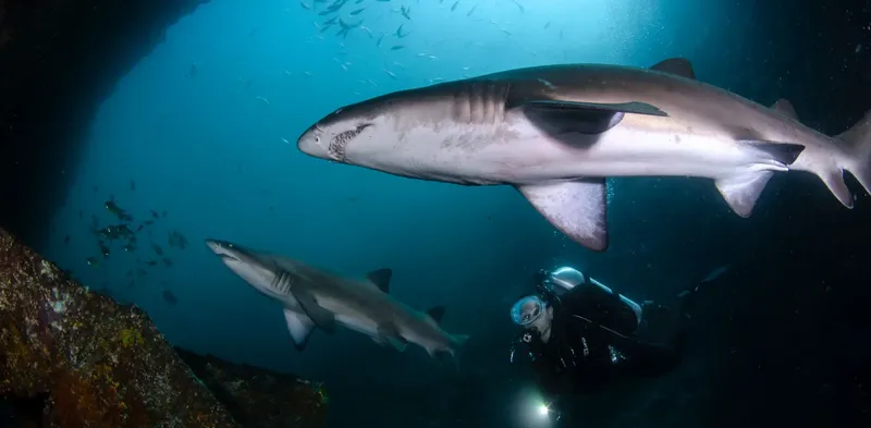 Deux requins nagent au-dessus d'un plongeur dans l'eau bleue