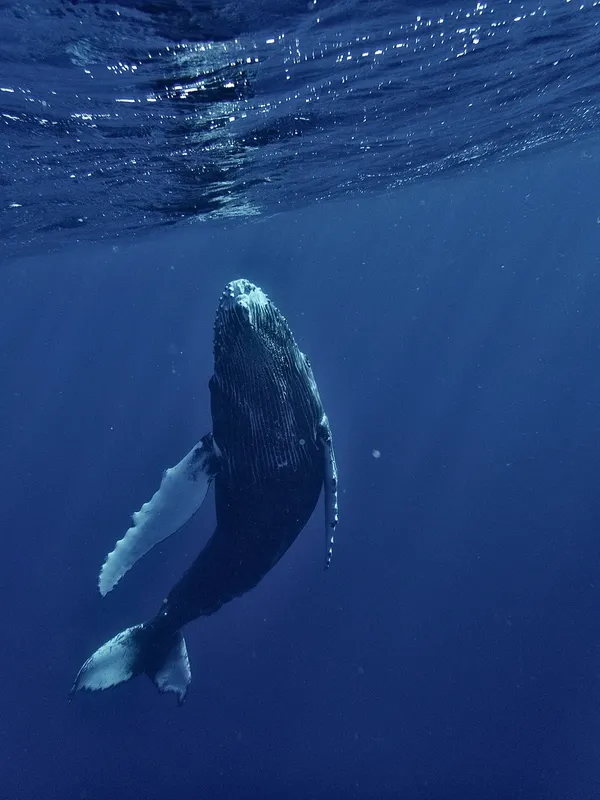 Baleine à bosse nageant dans l'océan bleu profond vue d'en bas