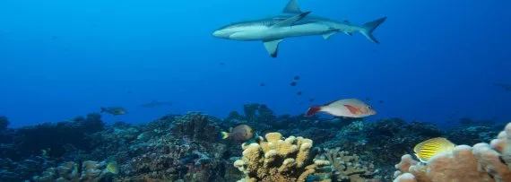 Requin de récif nageant au-dessus d'un récif corallien coloré et poisson
