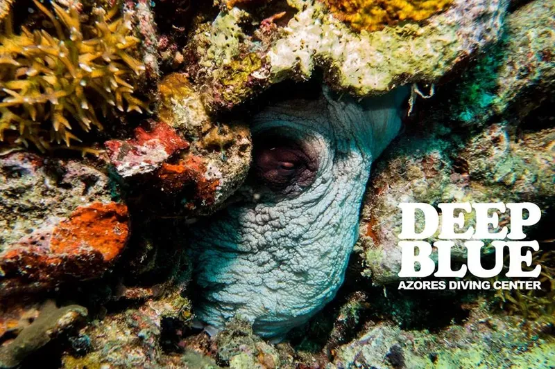 Tortue marine cachée dans un récif corallien coloré et vibrant