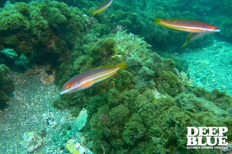 Trois poissons rayés nagent parmi des algues et des rochers sous-marins