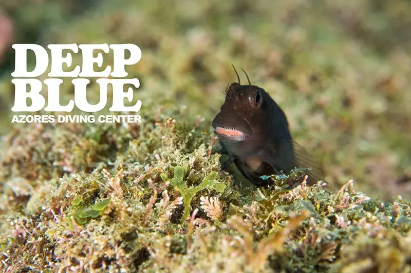 Petit poisson noir regardant la camera au milieu d'algues vertes