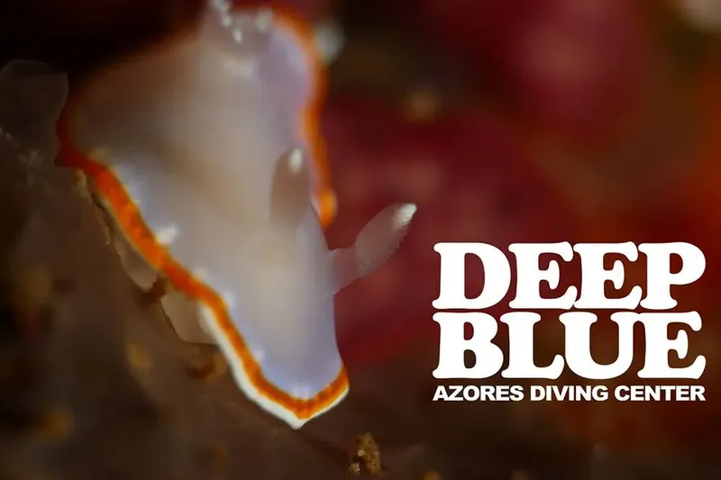Nudibranche blanche et bleue sur fond rocheux, plongée sous-marine