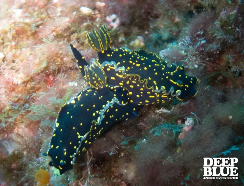 Une limace de mer noire et jaune se déplace sur le fond marin rocheux