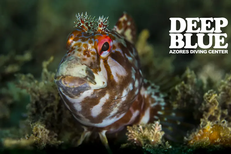 Poisson rayé aux yeux rouges nageant près de coraux et d'algues