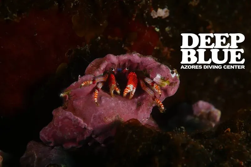 Pagure dans son coquillage sur fond rocheux sombre, vie marine