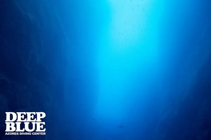 Vue sous-marine bleu clair avec un banc de petits poissons et logo