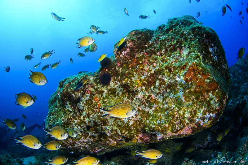 Banc de poissons jaunes autour d'un gros rocher sous-marin