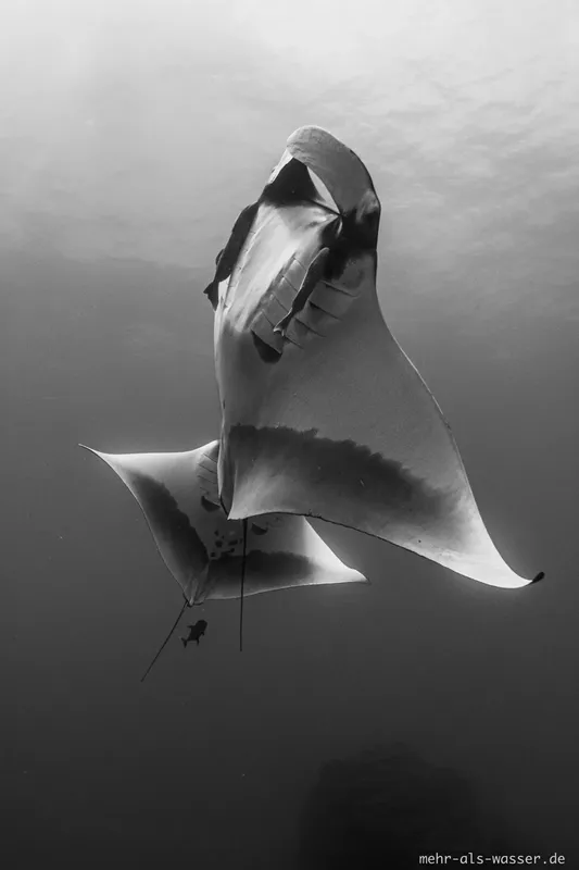 Raie manta majestueuse nageant dans les profondeurs bleues de l'océan