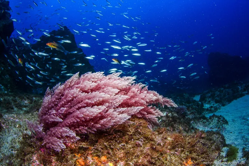Corail rose et banc de poissons argentés en milieu marin bleu