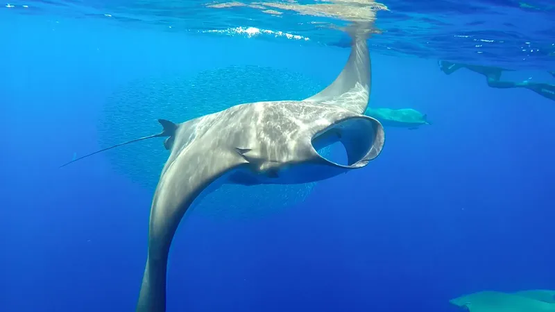 Manta majestueux nageant dans l'eau bleue avec des plongeurs en arrière-plan