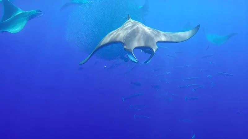 Raies manta évoluent dans l'eau bleue entourées de petits poissons