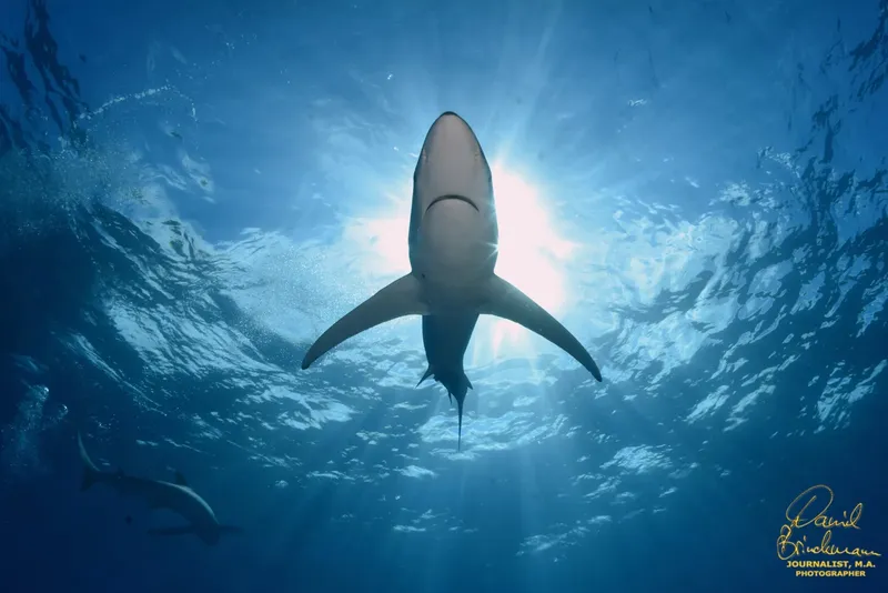 Requin vu d'en bas, lumière du soleil filtrant à travers l'eau