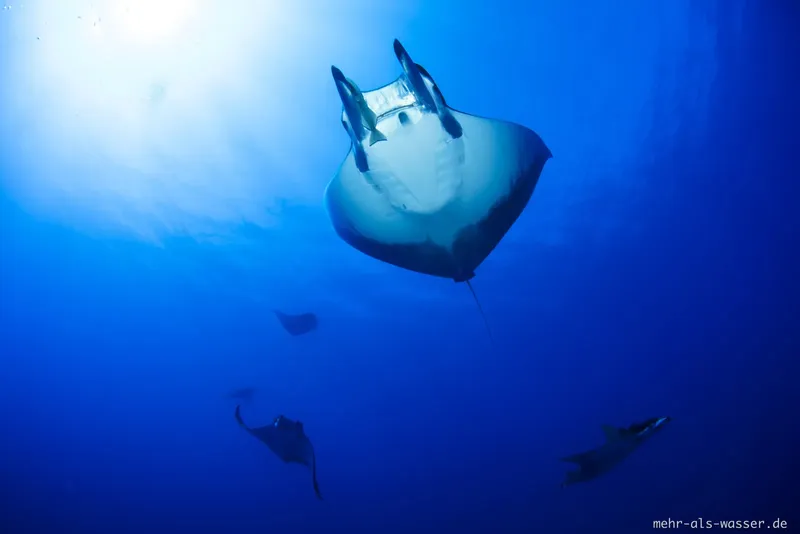 Raies manta évoluent dans l'eau bleue, lumière du soleil filtrée