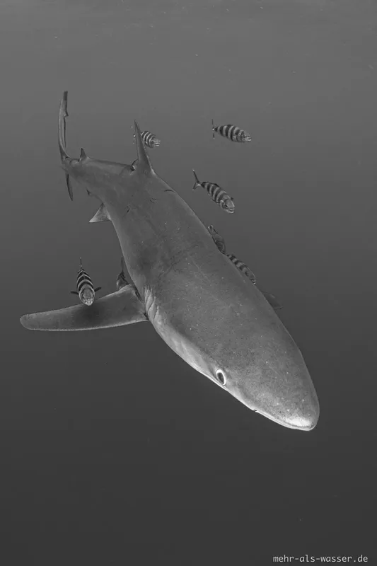 Requin glissant dans l'eau avec des poissons tropicaux autour