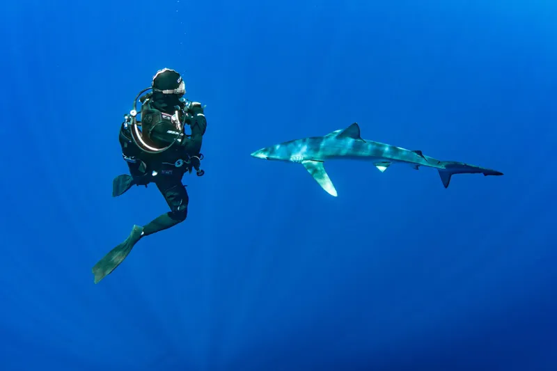 Plongeur face à un requin en pleine eau bleue