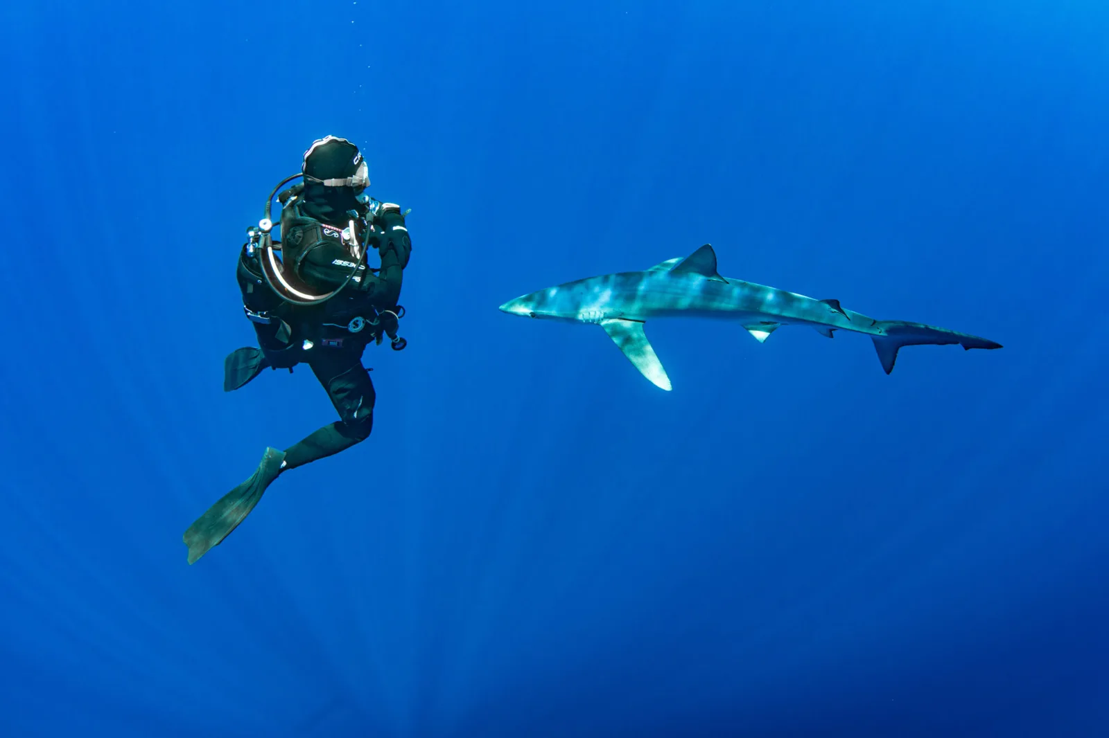 Go Shark Azores
