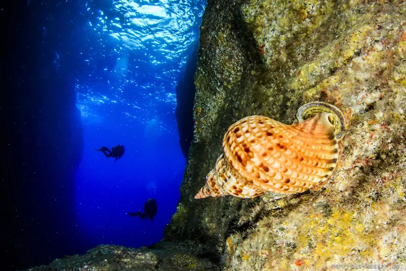 Coquillage géant sur un fond rocheux avec des plongeurs en arrière-plan