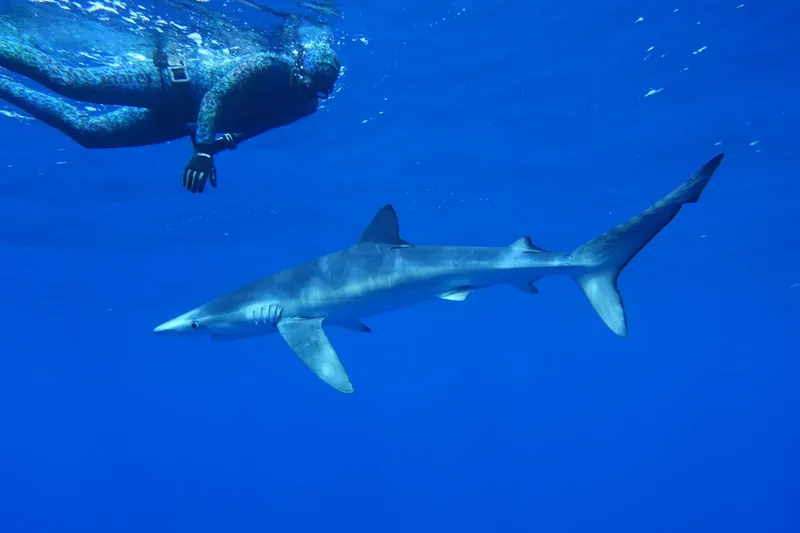 Un plongeur observe un requin bleu nageant dans l'eau