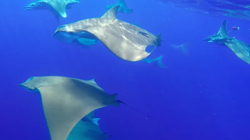 Raies manta nagent en formation dans une eau bleue claire