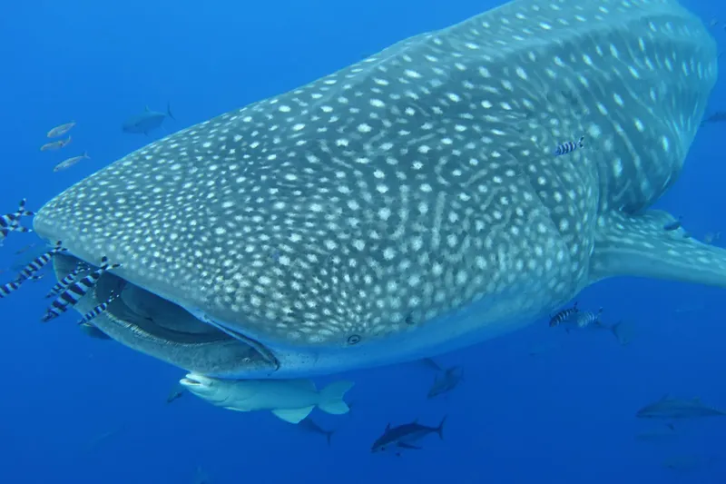 Requin baleine nageant dans l'eau bleue entouré de petits poissons