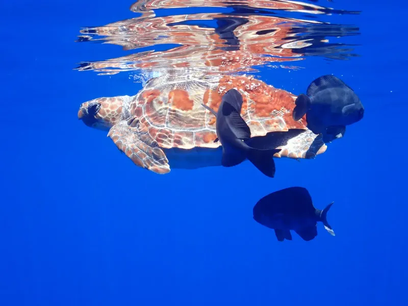 Tortue marine nageant avec des poissons dans une eau bleue claire