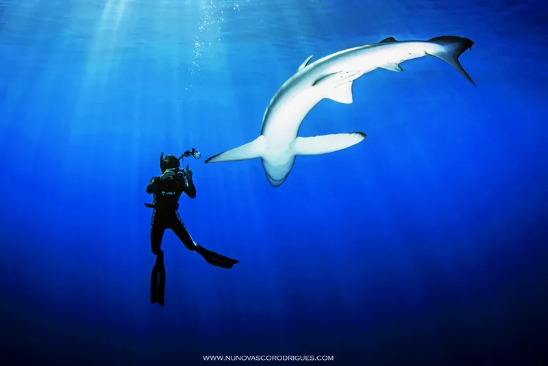 Plongeur face à un requin dans les profondeurs bleues de l'océan