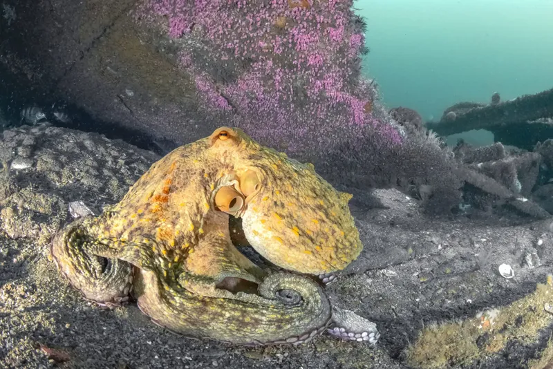 Pieuvre sur fond rocheux et corail, habitat sous-marin coloré