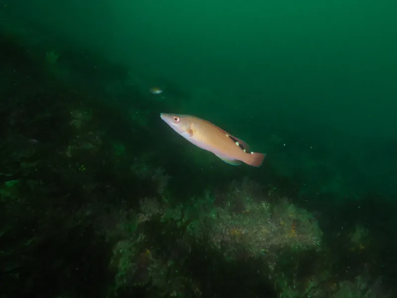 Un poisson allongé nage dans une eau verdâtre et trouble