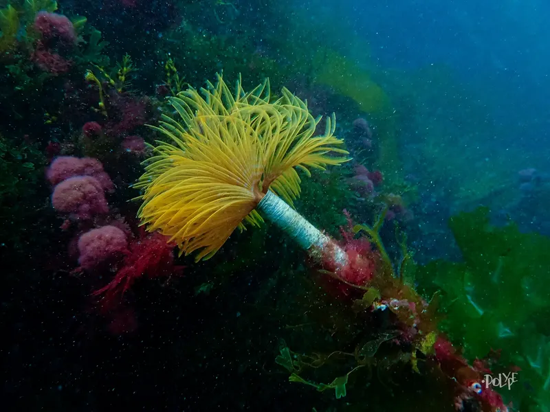 Une plume de mer jaune vif sur fond rocheux sous-marin