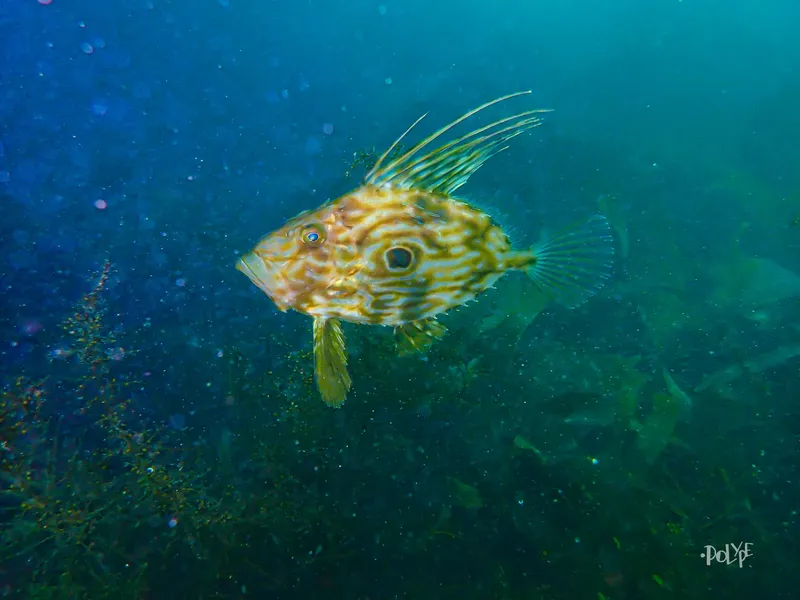 Congre tacheté nageant dans une eau bleutée avec de la végétation marine